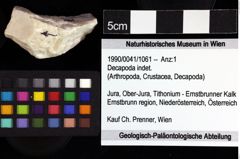 Foto (Objket + Etiketten) von Decapoda indet. 